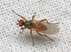 Eccoptomera pallescens