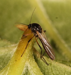 Palpomyia