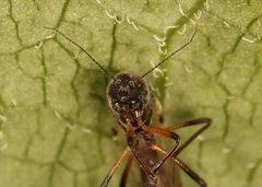 Palpomyia