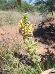 Tephrosia zoutpansbergensis
