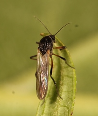 Palpomyia