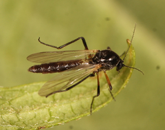 Palpomyia
