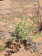 Tephrosia zoutpansbergensis