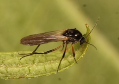 Palpomyia