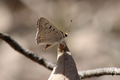 Tharsalea xanthoides