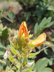Tephrosia zoutpansbergensis