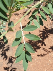 Tephrosia zoutpansbergensis