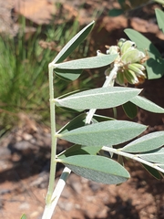 Tephrosia zoutpansbergensis