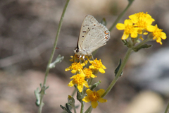 Tharsalea xanthoides