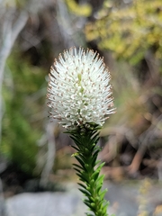 Stilbe albiflora