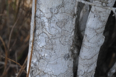 Maytenus cochlearifolia