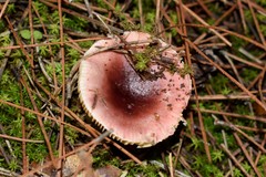 Russula torulosa