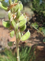 Tephrosia zoutpansbergensis