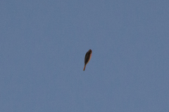 Anthus spragueii