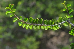 Maytenus cochlearifolia