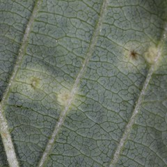 Eriophyes alniincanae