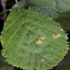 Eriophyes alniincanae