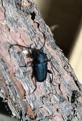 Callidium antennatum