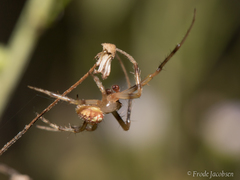 Araneus pegnia