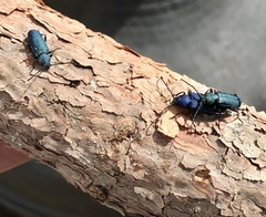 Callidium antennatum