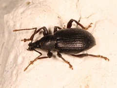 Otiorhynchus meridionalis