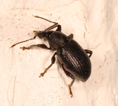 Otiorhynchus meridionalis