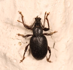 Otiorhynchus meridionalis
