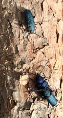 Callidium antennatum