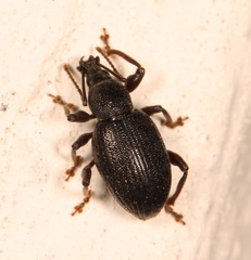 Otiorhynchus meridionalis