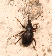 Otiorhynchus meridionalis