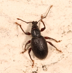 Otiorhynchus meridionalis