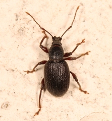 Otiorhynchus meridionalis