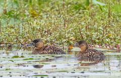 Thalassornis leuconotus