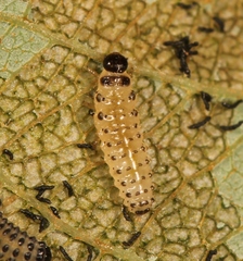 Phratora vulgatissima