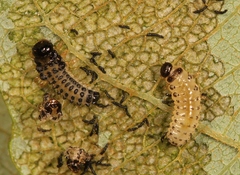 Phratora vulgatissima