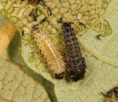 Phratora vulgatissima