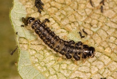 Phratora vulgatissima