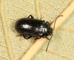 Phratora vulgatissima