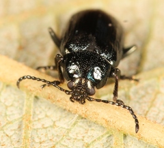 Phratora vulgatissima