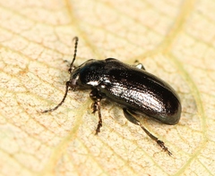 Phratora vulgatissima