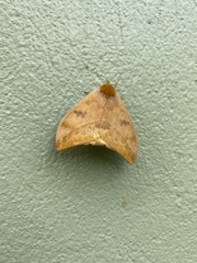 Automeris jucunda
