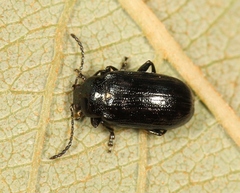 Phratora vulgatissima