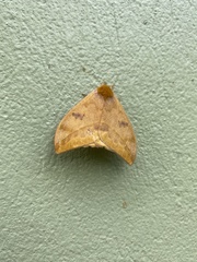 Automeris jucunda