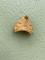 Automeris jucunda