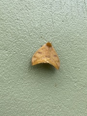 Automeris jucunda