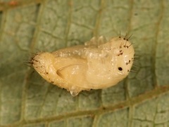 Phratora vulgatissima