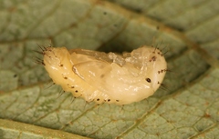 Phratora vulgatissima