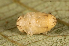 Phratora vulgatissima