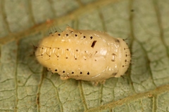 Phratora vulgatissima