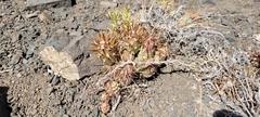 Maihueniopsis ovata